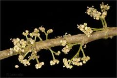 Villebrunea integrifolia